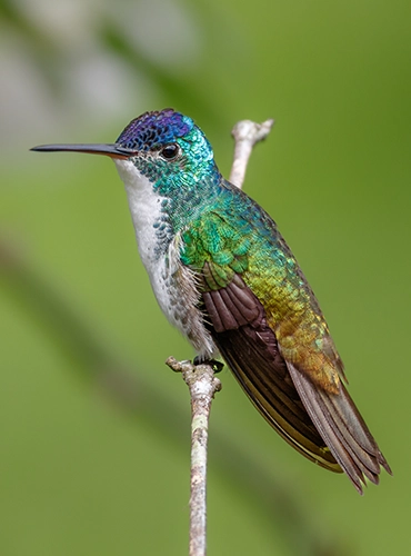 Andean Emerald - Daniel Avendaño copia